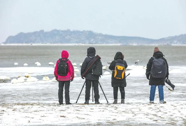 一组纯净的草莓图片，清新的草莓图片（玩摄影\u0026采草莓——大雪纷飞中的缤纷冬日）