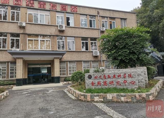 羊肚菌菌种来自哪里，全国三成以上的羊肚菌种源来自这里