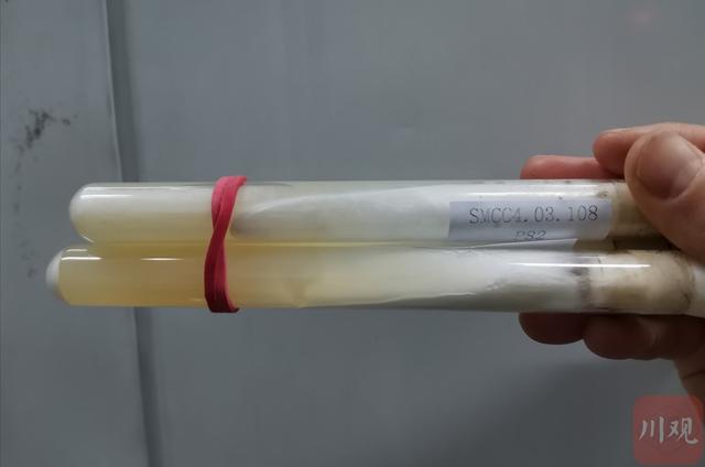 羊肚菌菌种来自哪里，全国三成以上的羊肚菌种源来自这里