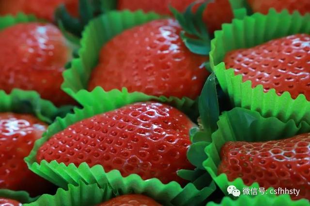 一组纯净的草莓图片，清新的草莓图片（玩摄影\u0026采草莓——大雪纷飞中的缤纷冬日）