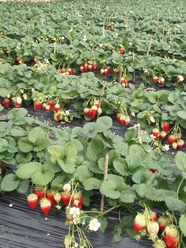 一组纯净的草莓图片，清新的草莓图片（玩摄影\u0026采草莓——大雪纷飞中的缤纷冬日）