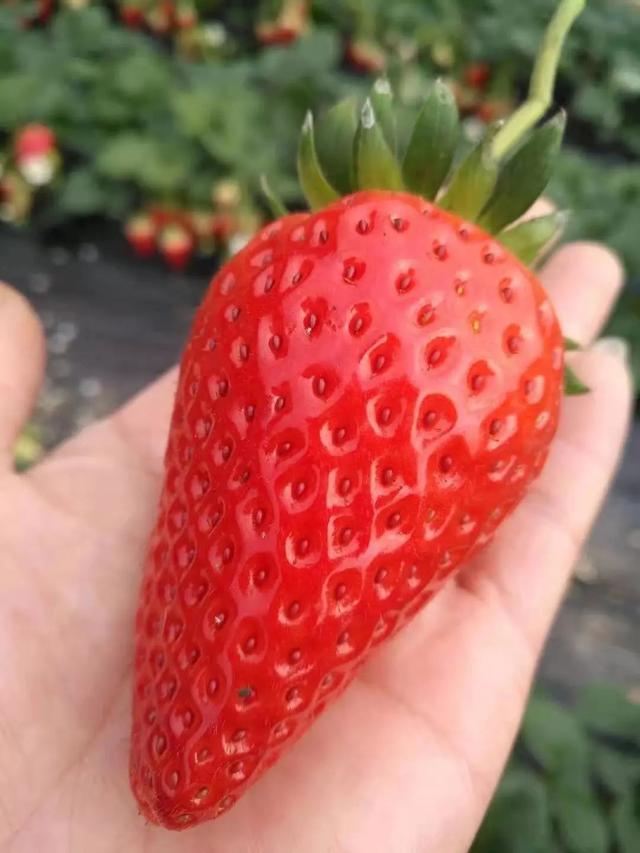 一组纯净的草莓图片，清新的草莓图片（玩摄影\u0026采草莓——大雪纷飞中的缤纷冬日）