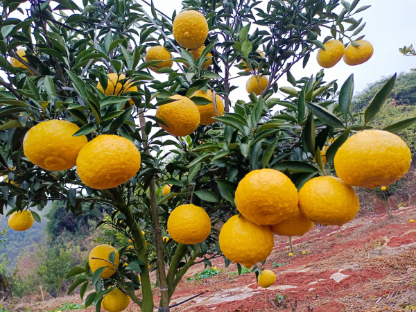橘柚是什么，橘柚是什么意思（回龙圩：水果新宠橘柚受热捧）