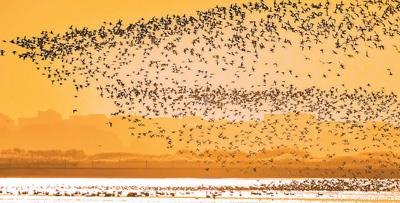 县五笔怎么打，户的五笔怎么打字（鄱阳的鄱）