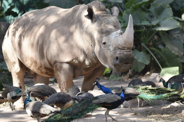犀牛吃什么食物,深圳野生动物园里的犀牛和孔雀聚餐啦(犀牛吃什么食物