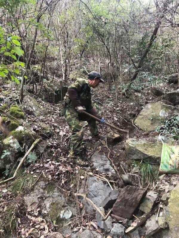 金刚刺根的功效与作用，深山里的野生金刚刺不仅能药用