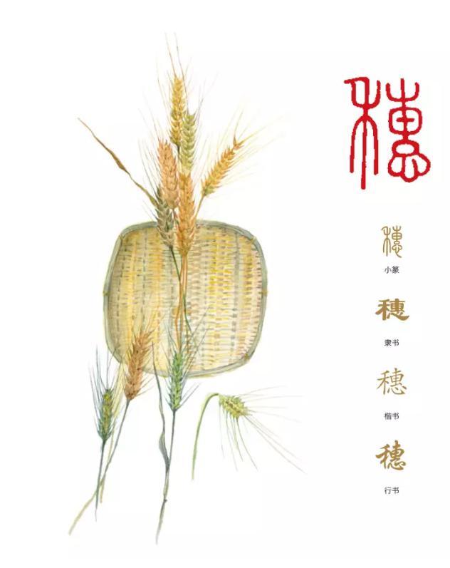 麦穗有什么寓意，麦穗寓意什么意思（聆听汉字之美：《花草字传》）