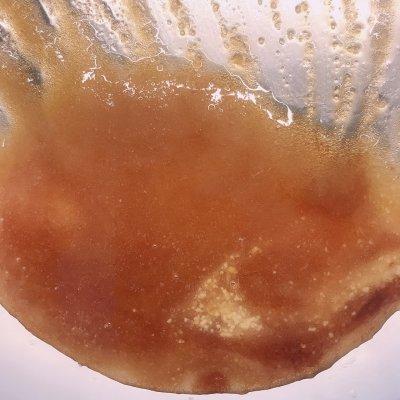 豆腐泡怎么做好吃，炸豆腐泡怎么做好吃（正宗地道的拌豆腐泡做法）