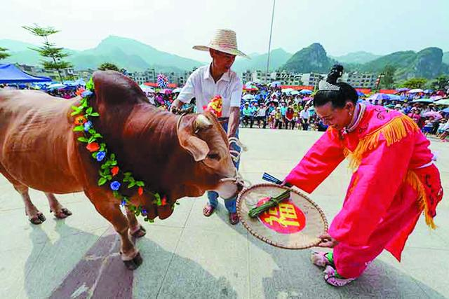 广西的特色的民俗，牛民俗、牛文物、牛地名……广西牛事话你知