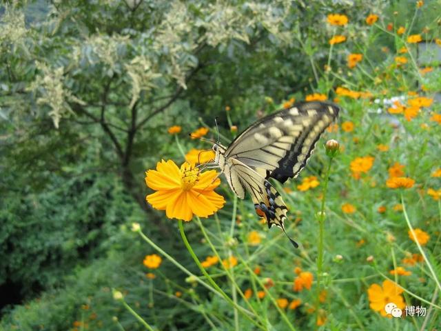 有毒的蝴蝶是啥，有毒的蝴蝶是啥品种（为什么冬天看不到蝴蝶）