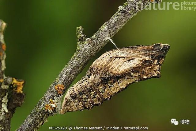 有毒的蝴蝶是啥，有毒的蝴蝶是啥品种（为什么冬天看不到蝴蝶）