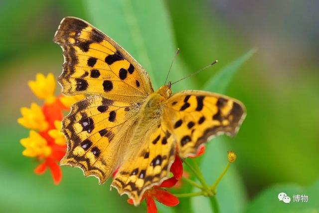 有毒的蝴蝶是啥，有毒的蝴蝶是啥品种（为什么冬天看不到蝴蝶）