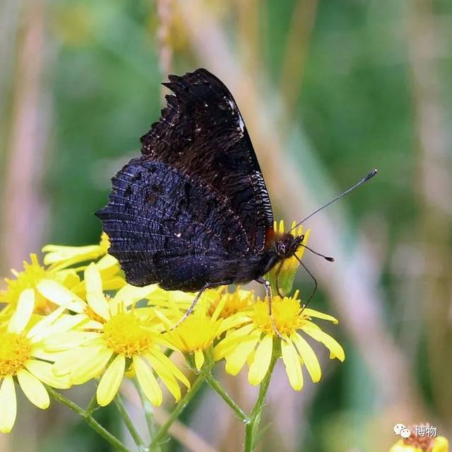有毒的蝴蝶是啥，有毒的蝴蝶是啥品种（为什么冬天看不到蝴蝶）