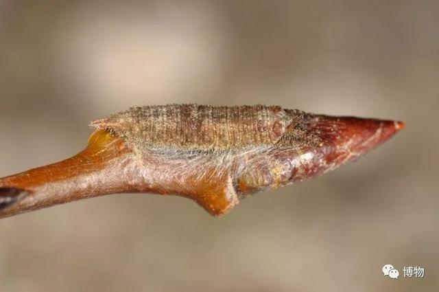 有毒的蝴蝶是啥，有毒的蝴蝶是啥品种（为什么冬天看不到蝴蝶）