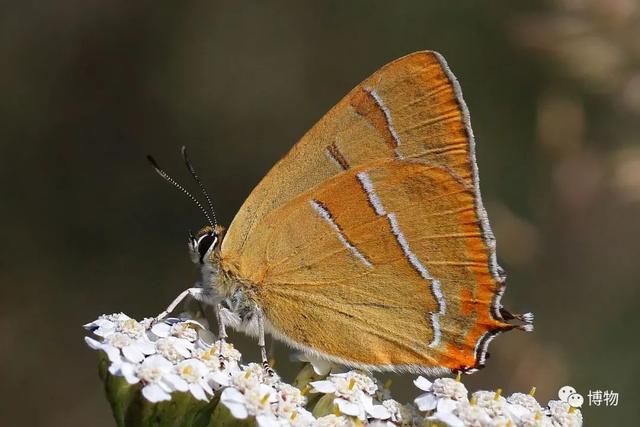 有毒的蝴蝶是啥，有毒的蝴蝶是啥品种（为什么冬天看不到蝴蝶）