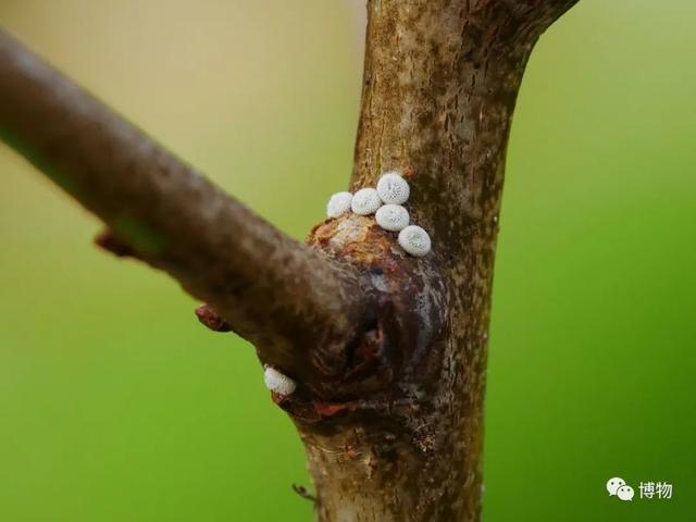 有毒的蝴蝶是啥，有毒的蝴蝶是啥品种（为什么冬天看不到蝴蝶）