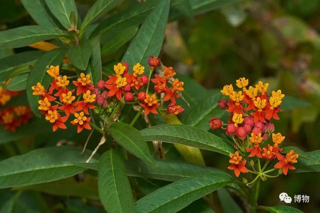 有毒的蝴蝶是啥，有毒的蝴蝶是啥品种（为什么冬天看不到蝴蝶）