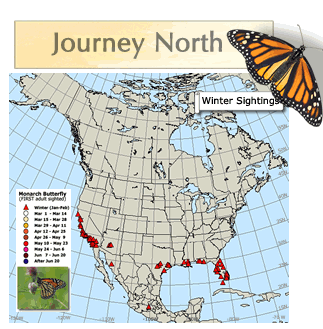 有毒的蝴蝶是啥，有毒的蝴蝶是啥品种（为什么冬天看不到蝴蝶）