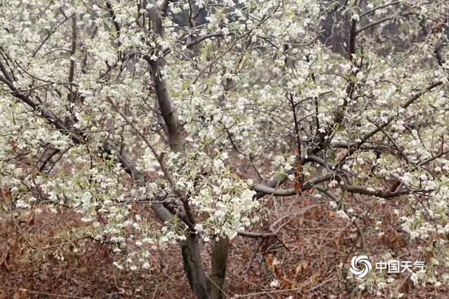 山楂树开花是什么颜色，山楂几月份成熟（广西象州冬日里的山楂花雪白芬芳）