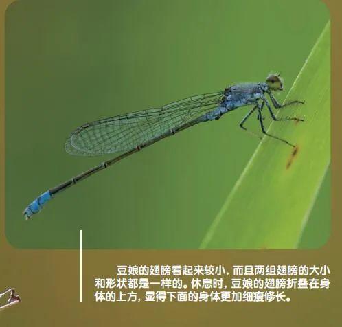 豆娘和蜻蜓的区别，蜻蜓与豆娘的翅膀区别（蜻蜓和豆娘，如何来分辨）