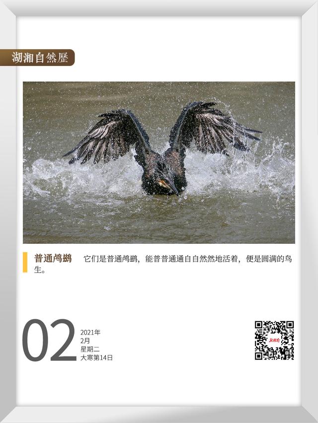 鱼鹰和鸬鹚的区别，鱼鹰和鸬鹚的区别图片（普通鸬鹚有多“普通”）