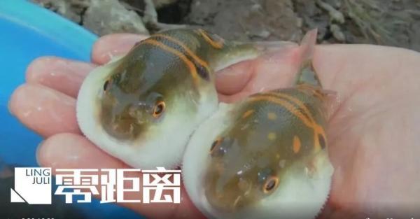 被河豚咬了有毒吗，被河豚咬了有毒吗图片（除了赔偿医药费还要被判刑）