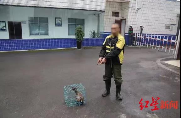 怎样抓野鸡，抓野鸡专用声音mp3下载（夜间诱捕野鸡被抓现行）