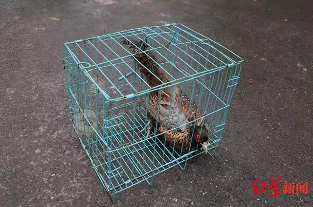 怎样抓野鸡，抓野鸡专用声音mp3下载（夜间诱捕野鸡被抓现行）