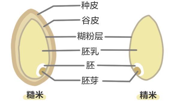 营养丰富的食物有哪些，什么是营养丰富的食物（糙米、海鲜……4种高营养食物）