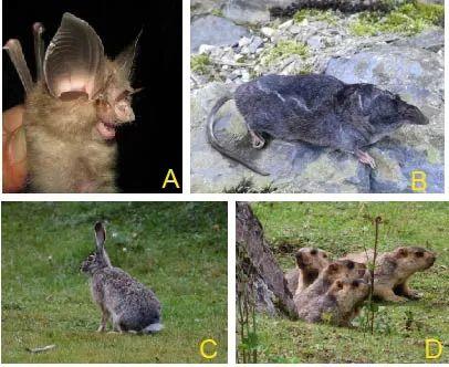 什么是edn，什么是EDI标准?使用EDI的优点有哪些（让我们认识一下拥有长长尾巴的大家族——白腹鼠属）