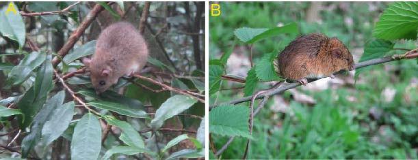 什么是edn，什么是EDI标准?使用EDI的优点有哪些（让我们认识一下拥有长长尾巴的大家族——白腹鼠属）