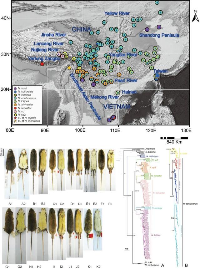 什么是edn，什么是EDI标准?使用EDI的优点有哪些（让我们认识一下拥有长长尾巴的大家族——白腹鼠属）