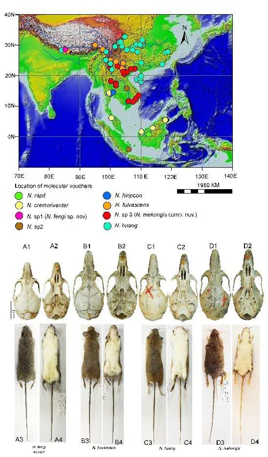 什么是edn，什么是EDI标准?使用EDI的优点有哪些（让我们认识一下拥有长长尾巴的大家族——白腹鼠属）