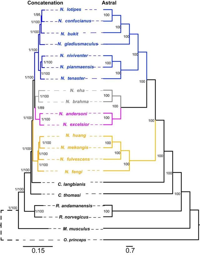 什么是edn，什么是EDI标准?使用EDI的优点有哪些（让我们认识一下拥有长长尾巴的大家族——白腹鼠属）