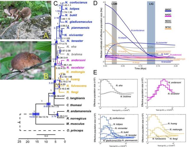 什么是edn，什么是EDI标准?使用EDI的优点有哪些（让我们认识一下拥有长长尾巴的大家族——白腹鼠属）