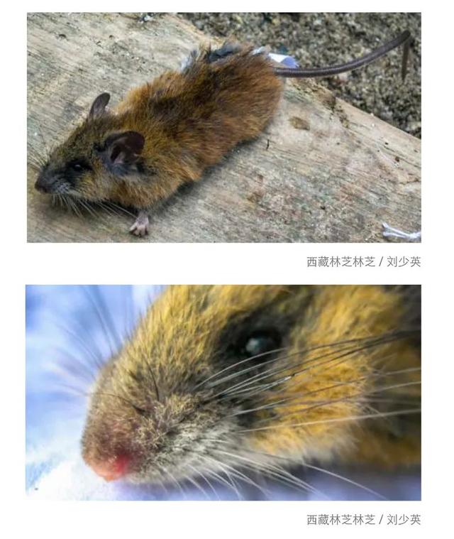 什么是edn，什么是EDI标准?使用EDI的优点有哪些（让我们认识一下拥有长长尾巴的大家族——白腹鼠属）