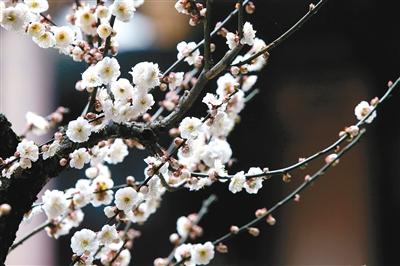 梅花的含义和象征意义，梅花随雪绽 暗香迎春来