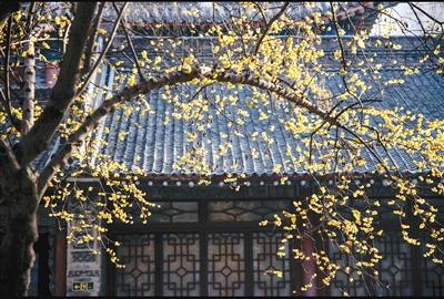 梅花的含义和象征意义，梅花随雪绽 暗香迎春来