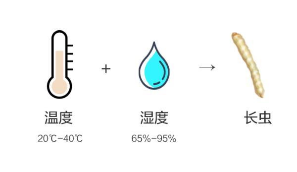 米虫会咬人吗(家中米虫泛滥怎么解决)