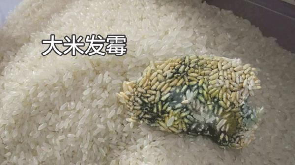 米虫会咬人吗(家中米虫泛滥怎么解决)