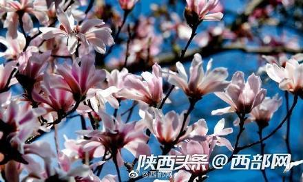 旱莲（旱莲草图片），400多岁的古旱莲开花了（旱莲草花图片）