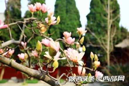 旱莲（旱莲草图片），400多岁的古旱莲开花了（旱莲草花图片）