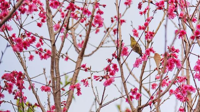 天街小雨润如酥的意思（天街小雨润如酥草色遥看近却无描写的时令是什么）