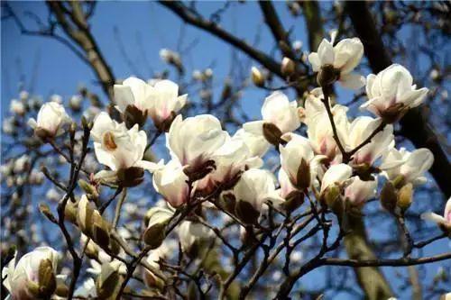 玉兰花是哪个城市的市花，兰花是哪个城市的市花（申城牛年第一波玉兰花昂扬绽放）