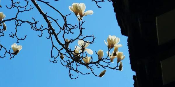 玉兰花是哪个城市的市花，兰花是哪个城市的市花（申城牛年第一波玉兰花昂扬绽放）