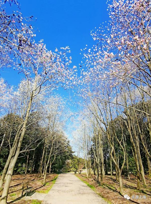 玉兰花是哪个城市的市花，兰花是哪个城市的市花（申城牛年第一波玉兰花昂扬绽放）