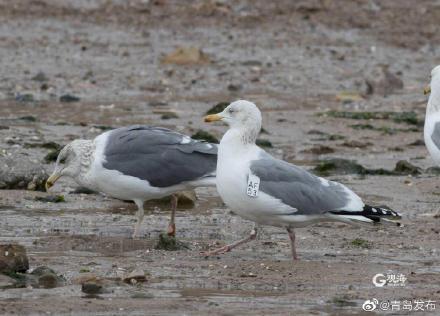 金属密封圈，金属橡胶密封圈（这只海鸥又双叒来青岛啦）