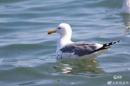 金属密封圈，金属橡胶密封圈（这只海鸥又双叒来青岛啦）