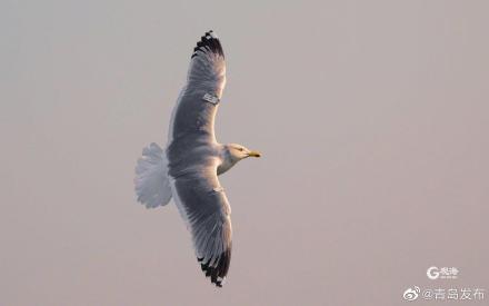 金属密封圈，金属橡胶密封圈（这只海鸥又双叒来青岛啦）