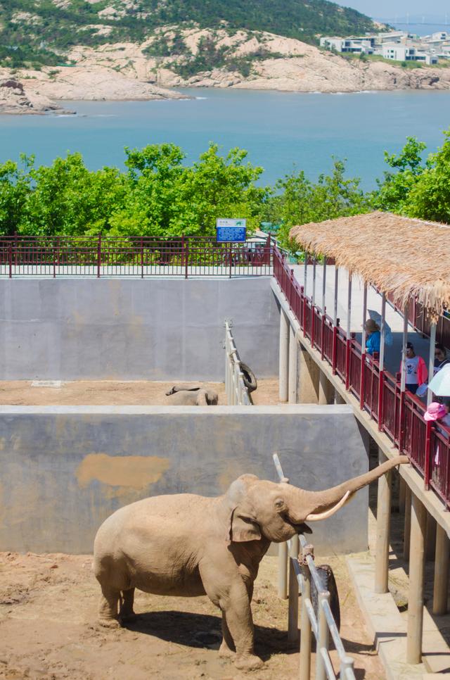 西霞口野生動物園門票,西霞口神鵰山野生動物園門票(威海這幾個寶藏